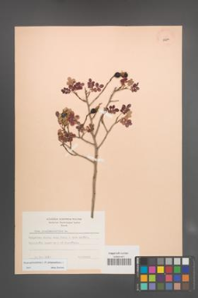 Rosa spinosissima [KOR 18244]