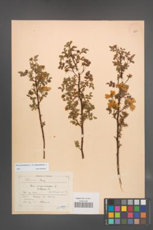Rosa spinosissima [KOR 18233]