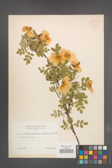 Rosa ×pteragonis [KOR 36427]