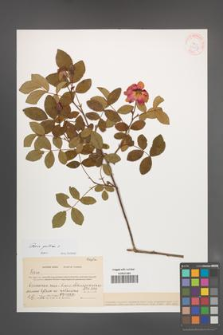 Rosa gallica [KOR 38637]