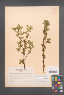 Rosa spinosissima [KOR 18265]