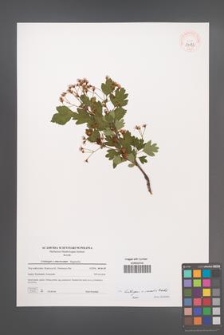 Crataegus ×media [KOR 39573]