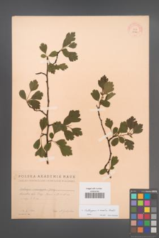 Crataegus ×media [KOR 13342]