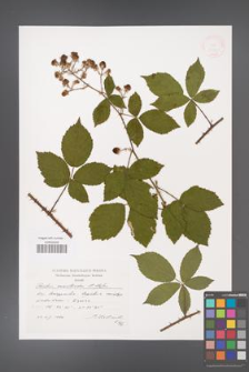 Rubus acanthodes [KOR 38271]