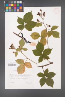 Rubus acanthodes [KOR 29573]