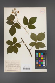 Rubus acanthodes [KOR 40480]