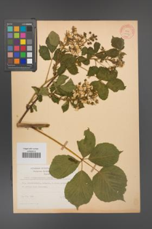 Rubus allegheniensis [KOR 10557]