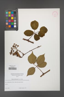 Rubus ambrosius [KOR 52661]