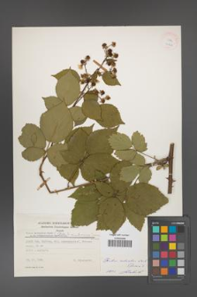 Rubus ambrosius [KOR 24948]