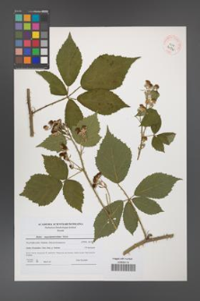Rubus angustipaniculatus [KOR 40730]