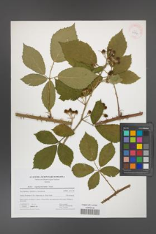 Rubus angustipaniculatus [KOR 41734]