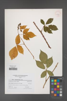 Rubus angustipaniculatus [KOR 41060]
