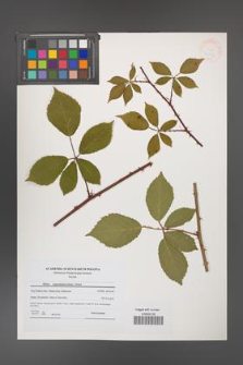 Rubus angustipaniculatus [KOR 41253]