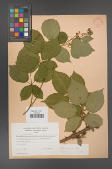 Rubus ambrosius [KOR 22796]