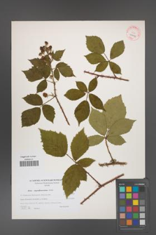 Rubus angustipaniculatus [KOR 40602]