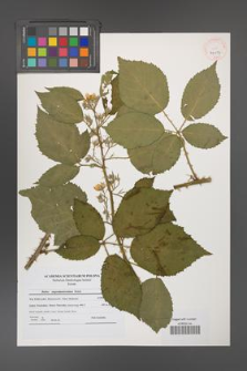 Rubus angustipaniculatus [KOR 41117]