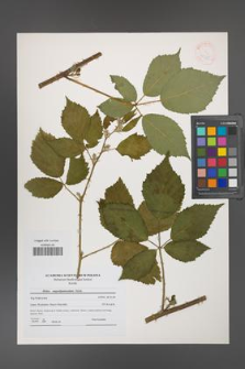 Rubus angustipaniculatus [KOR 41205]