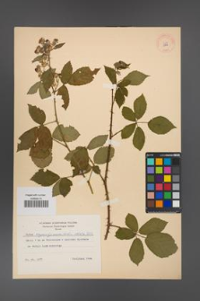 Rubus angustipaniculatus [KOR 8747]