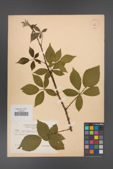 Rubus angustipaniculatus [KOR 8700]