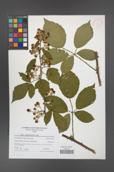 Rubus angustipaniculatus [KOR 41549]