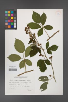Rubus angustipaniculatus [KOR 38284]