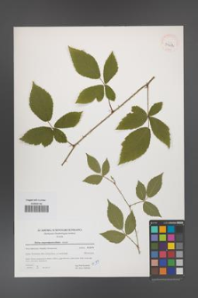 Rubus angustipaniculatus [KOR 39672]