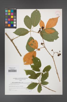 Rubus angustipaniculatus [KOR 39658]