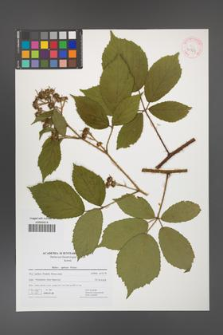 Rubus apricus [KOR 41729]