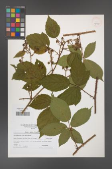 Rubus apricus [KOR 40910]