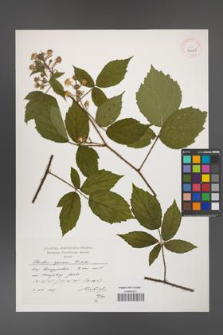 Rubus apricus [KOR 39045]