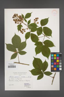 Rubus apricus [KOR 39966]