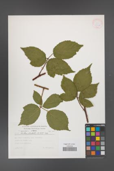 Rubus apricus [KOR 30464]