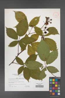 Rubus apricus [KOR 39776]