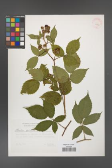 Rubus apricus [KOR 29794]