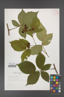 Rubus apricus [KOR 32408]