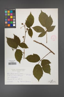 Rubus apricus [KOR 52137]
