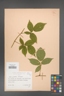 Rubus apricus [KOR 25561a]