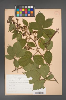 Rubus apricus [KOR 25560]