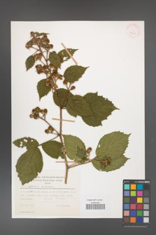 Rubus apricus [KOR 29921]