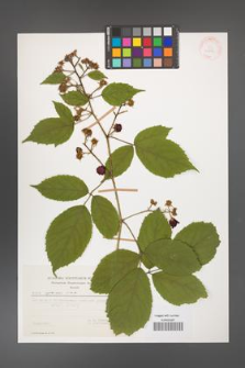 Rubus apricus [KOR 29382]