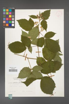 Rubus apricus [KOR 24820]