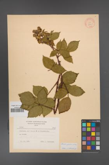 Rubus apricus [KOR 8961]