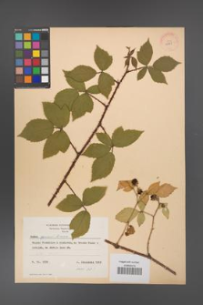 Rubus apricus [KOR 10800]