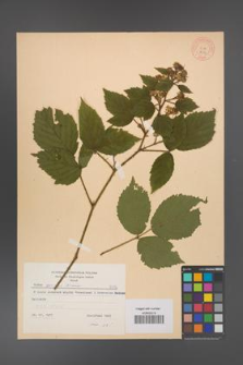 Rubus apricus [KOR 8692]