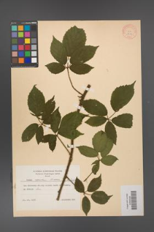 Rubus apricus [KOR 8664]