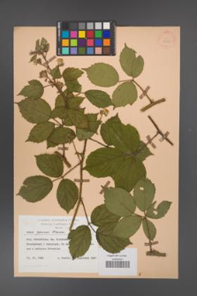 Rubus apricus [KOR 27965]