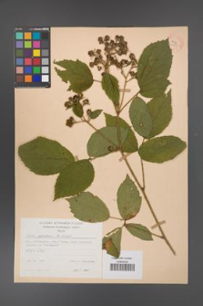 Rubus apricus [KOR 31165]