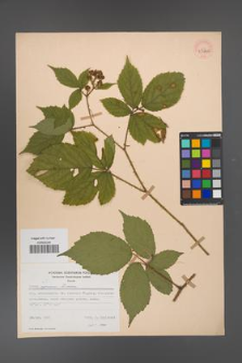 Rubus apricus [KOR 53805]