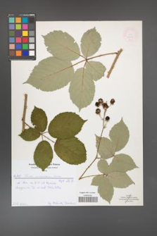 Rubus armeniacus [KOR 52012]