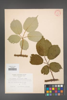 Rubus armeniacus [KOR 10560]